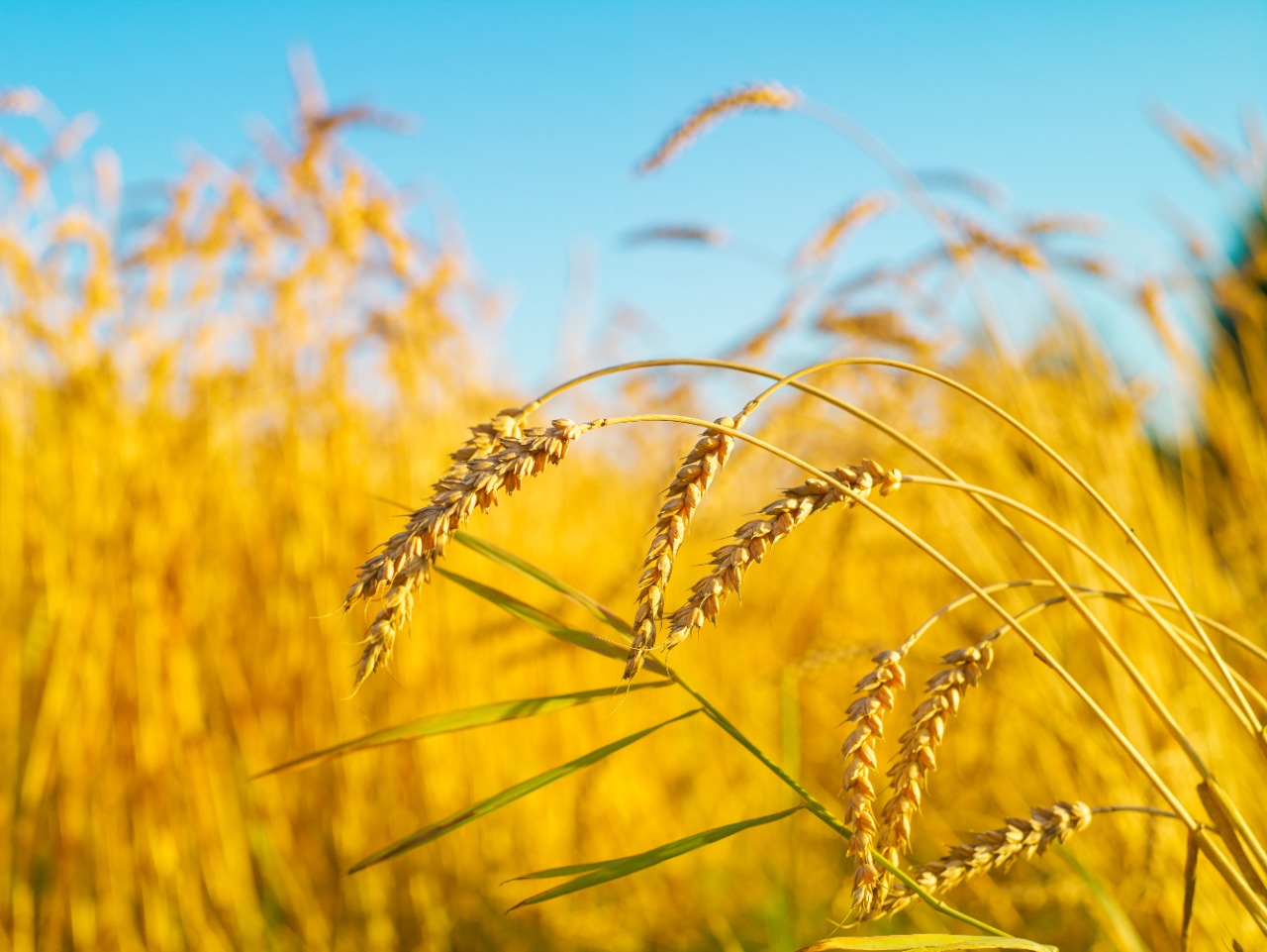 WhatsApp Image 2024-11-26 at 16.58.56 (1).jpeg